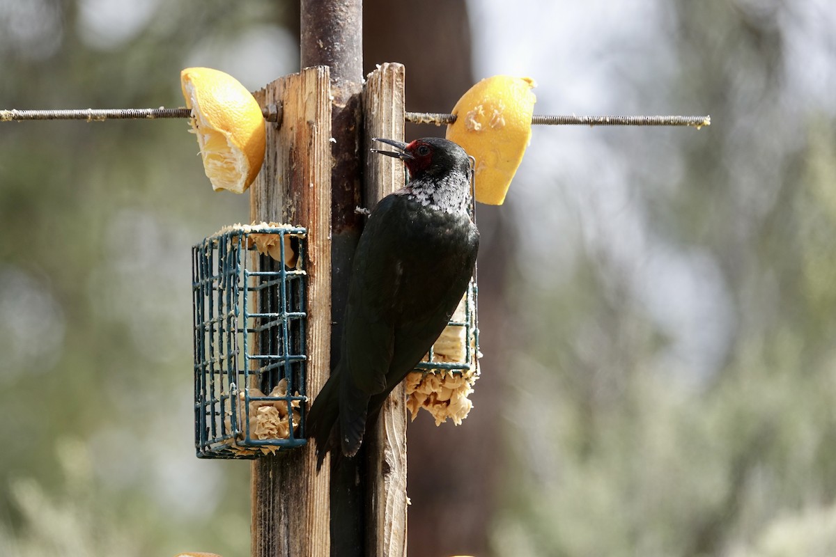 Lewis's Woodpecker - ML620600042