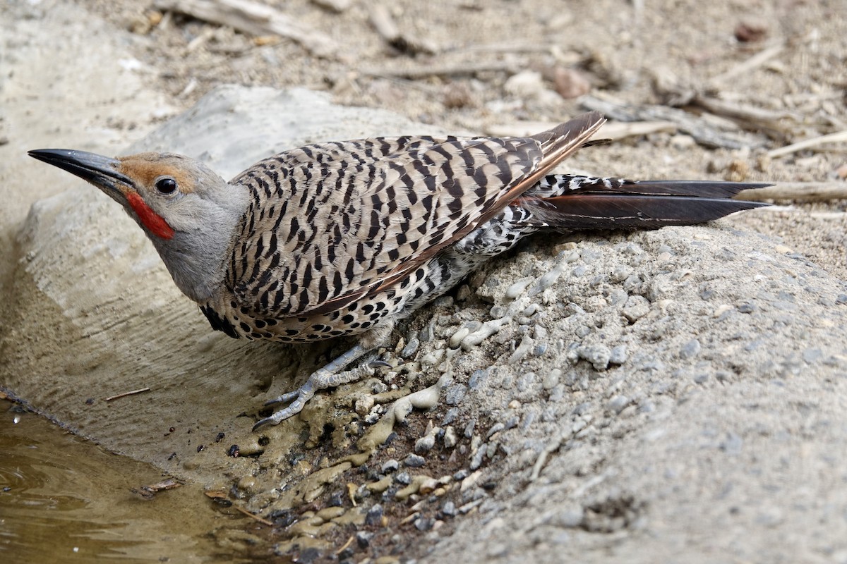 Northern Flicker (Red-shafted) - ML620600050