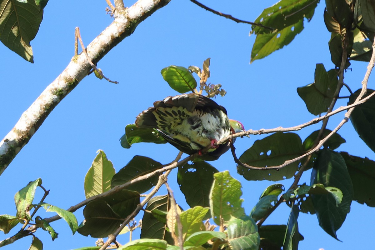 Superb Fruit-Dove - ML620600053