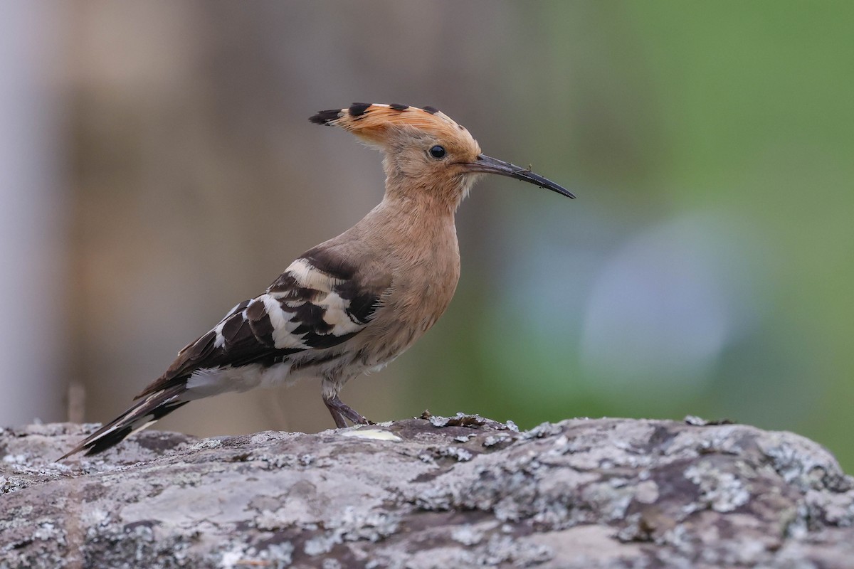 Common Hoopoe - ML620600071