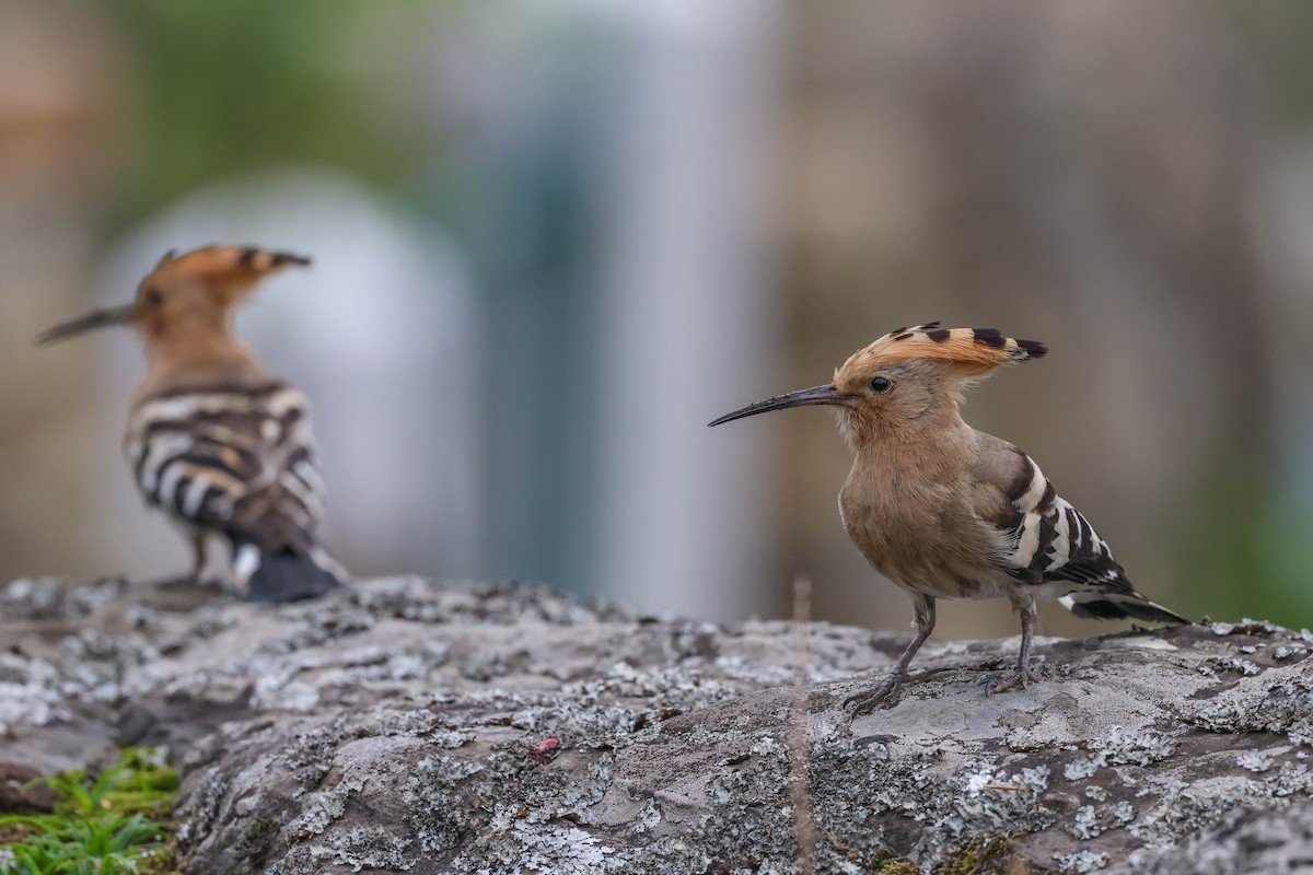 Common Hoopoe - ML620600072
