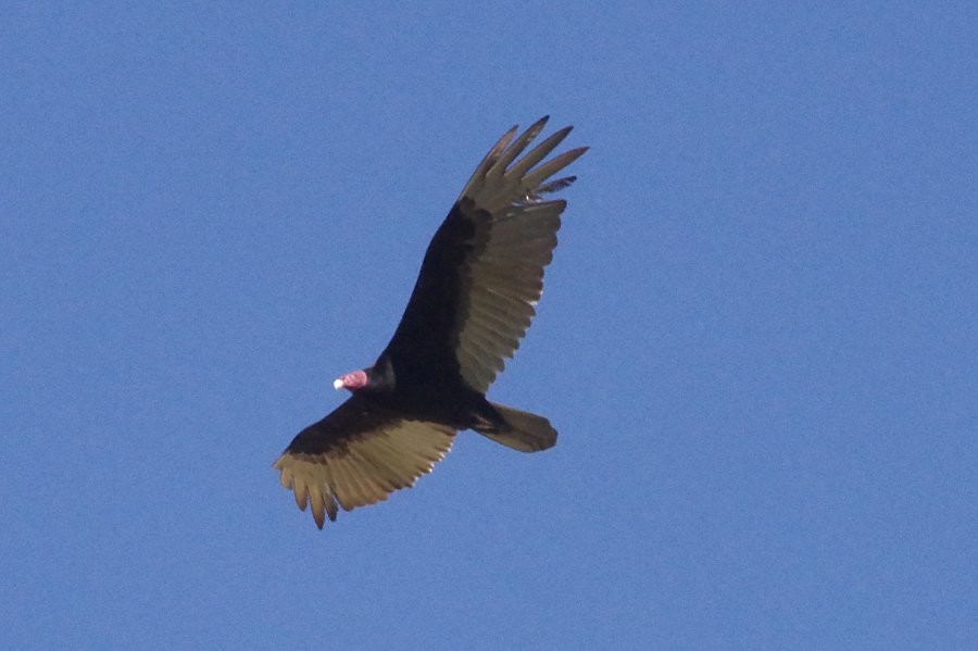 Turkey Vulture - ML620600076