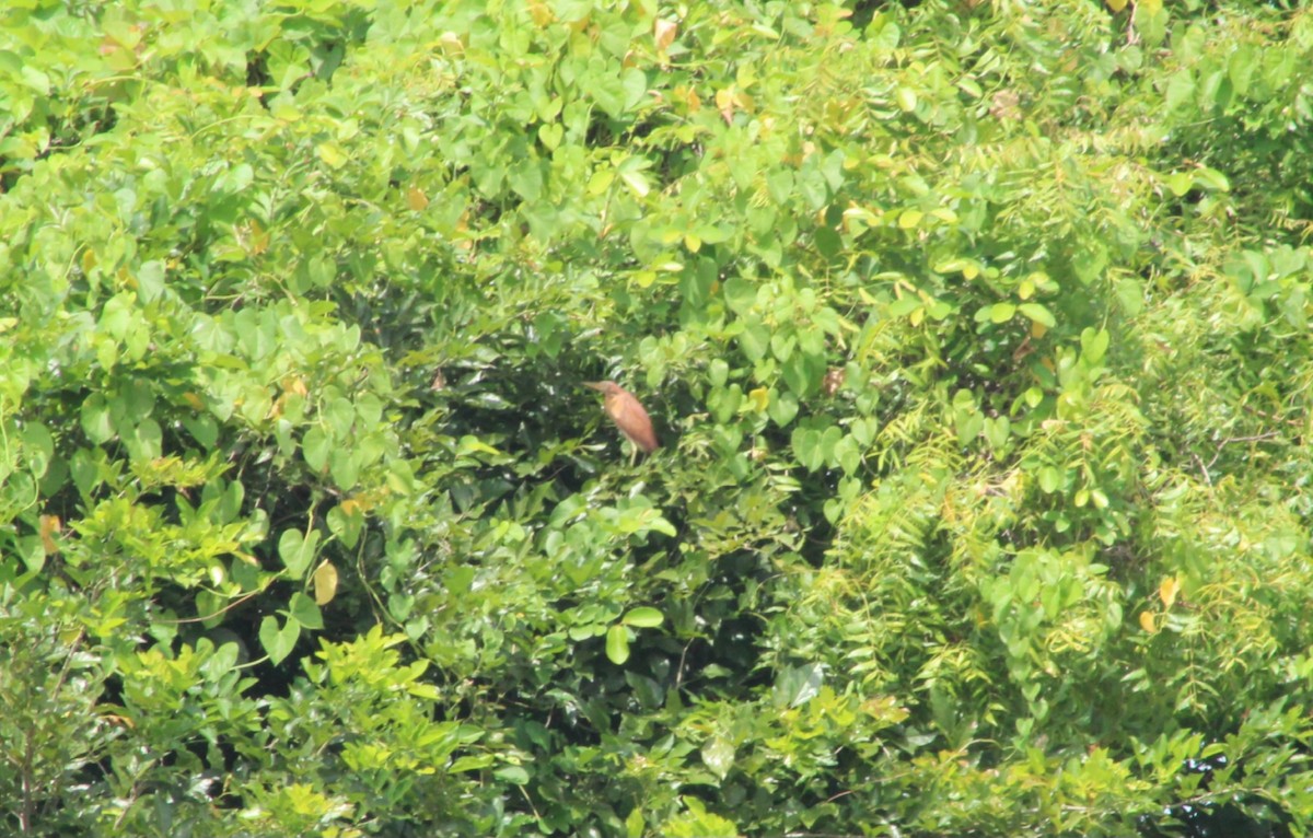 Cinnamon Bittern - ML620600079