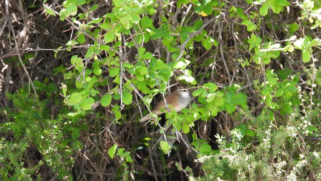Spotted Bush Warbler - ML620600080