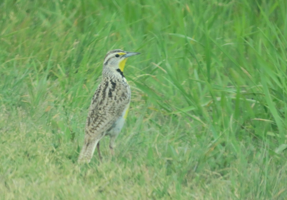 Western Meadowlark - ML620600082