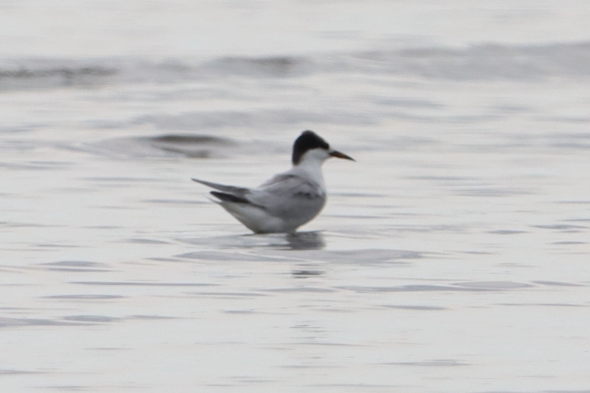 Common Tern - ML620600085