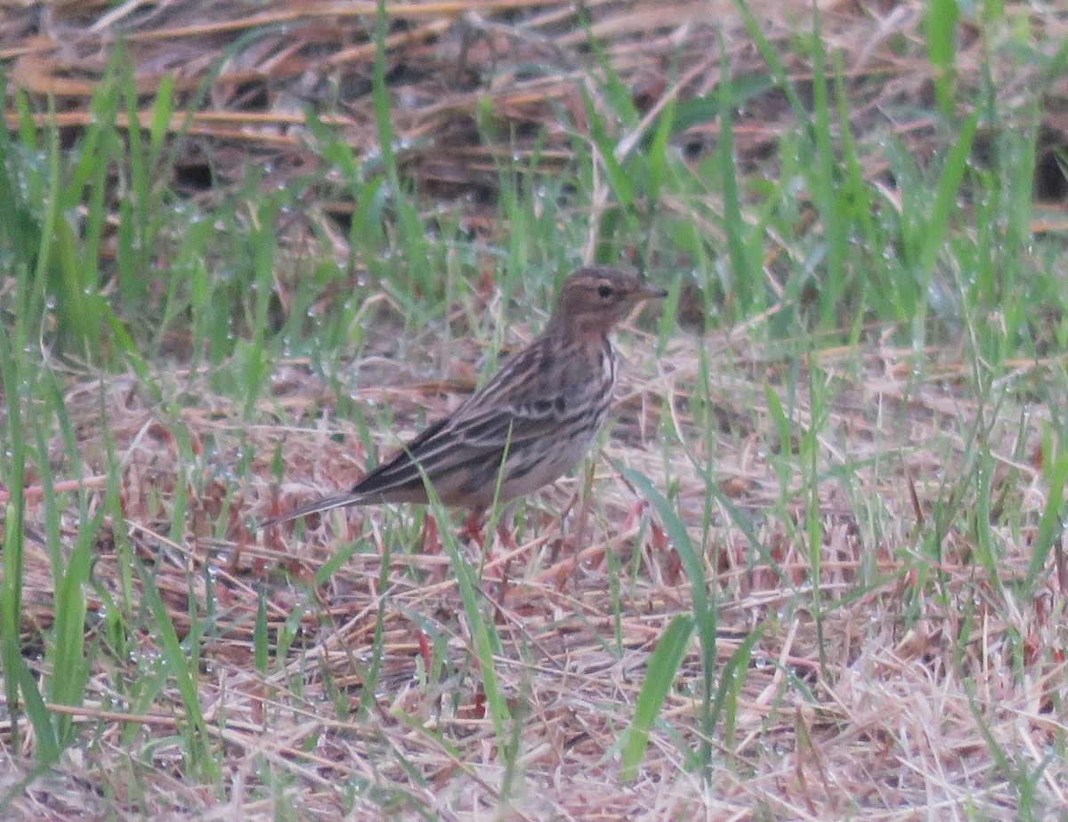Red-throated Pipit - ML620600087