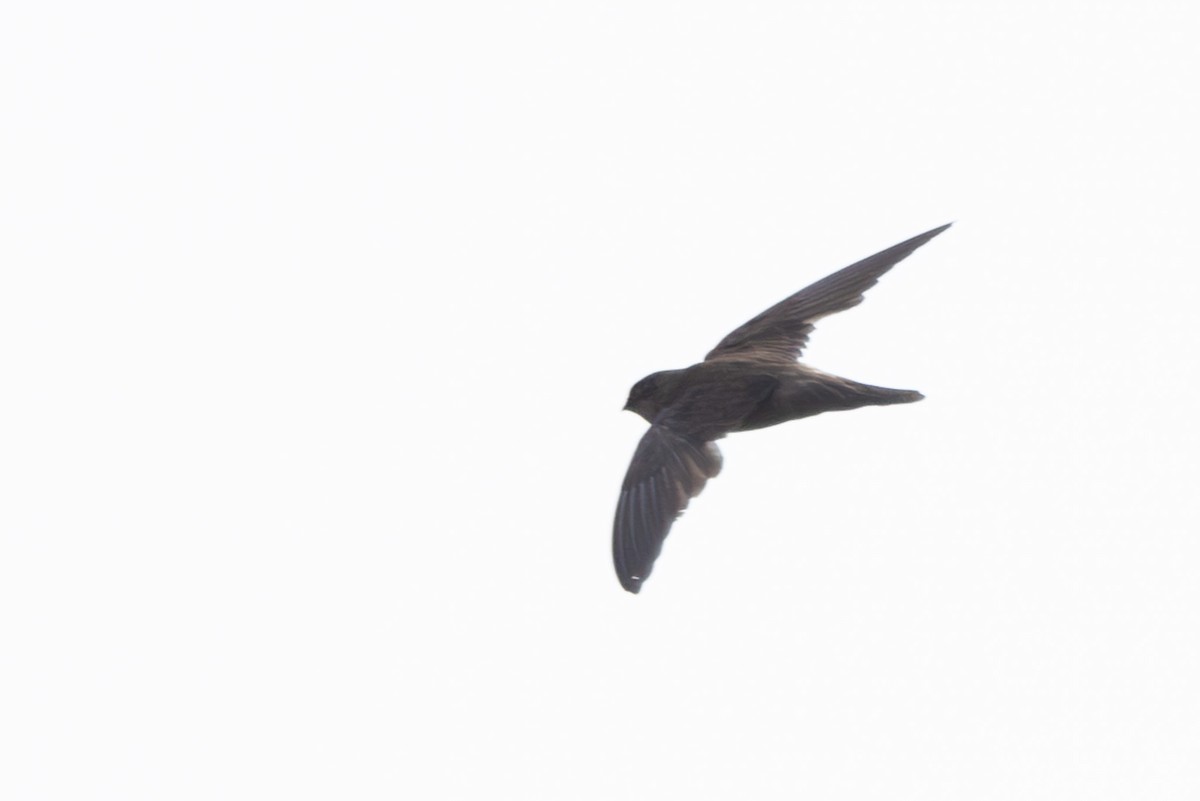 swiftlet sp. - ML620600089