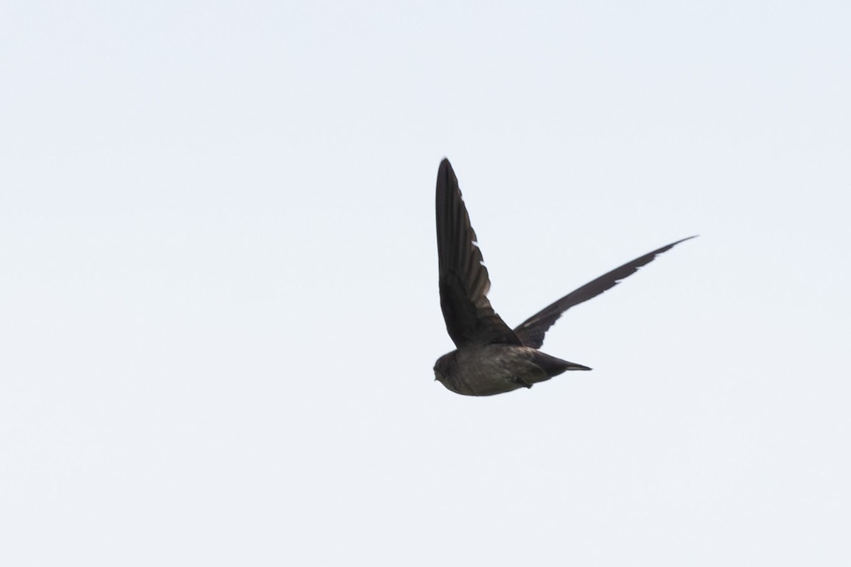 swiftlet sp. - ML620600093