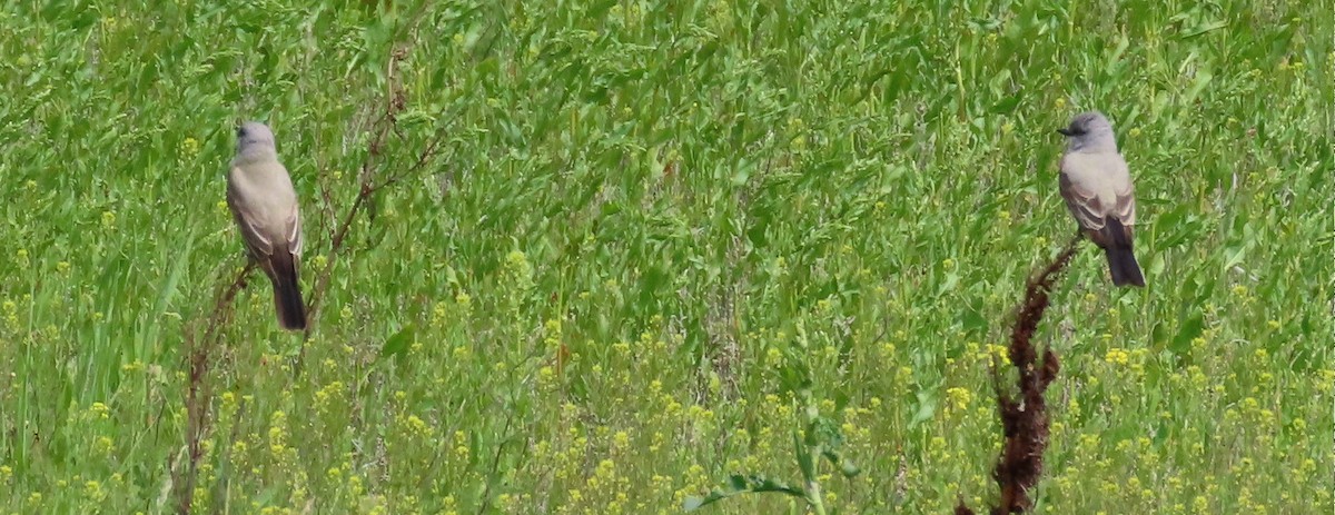 Western Kingbird - ML620600097