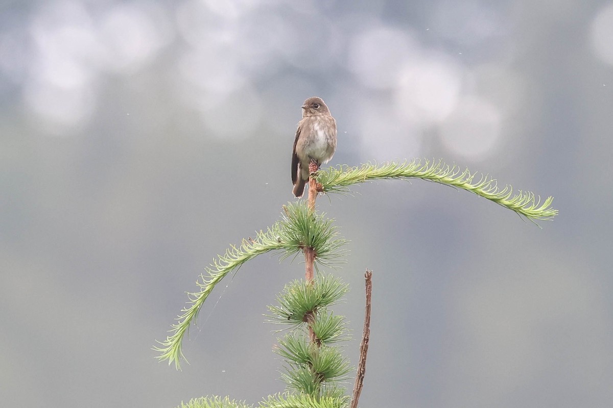 Dark-sided Flycatcher - ML620600098