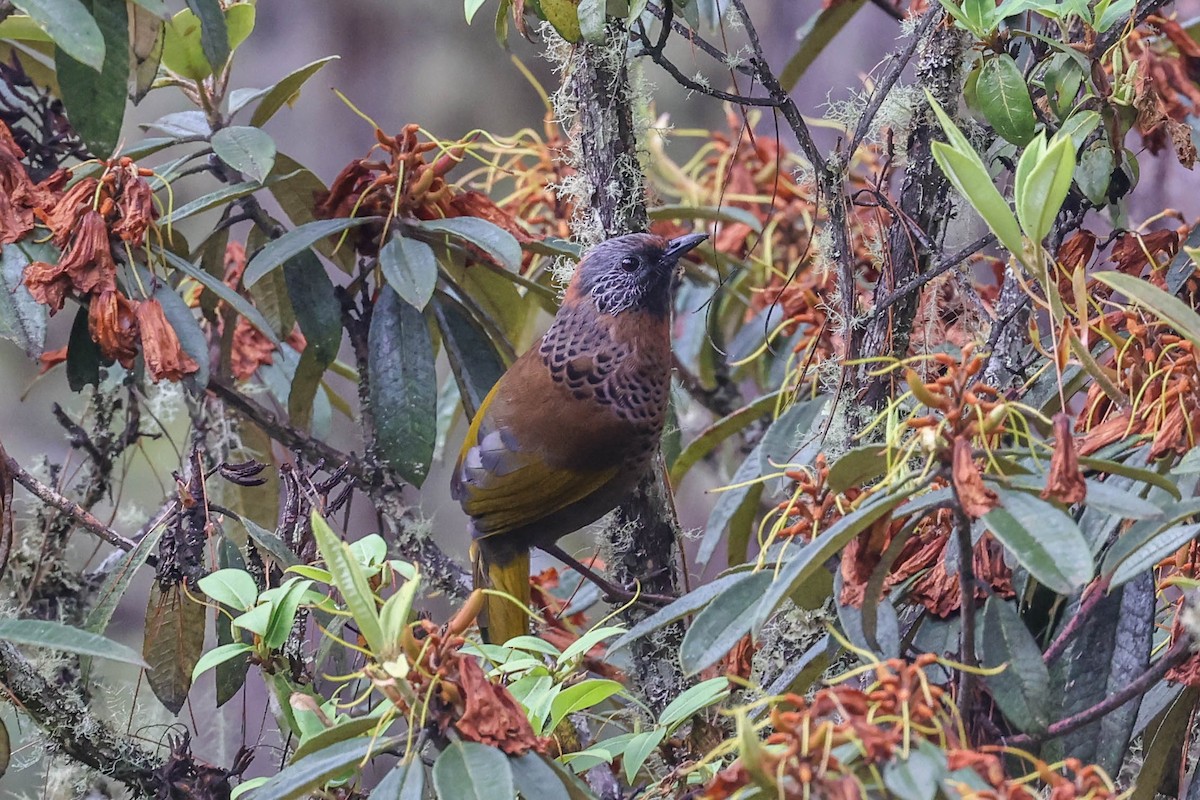 Chestnut-crowned Laughingthrush - ML620600102