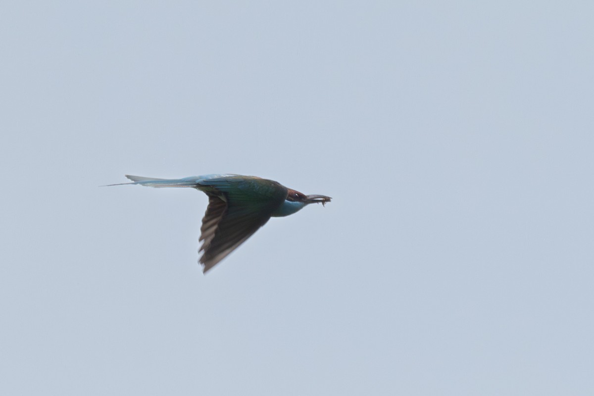 Blue-throated Bee-eater - ML620600104