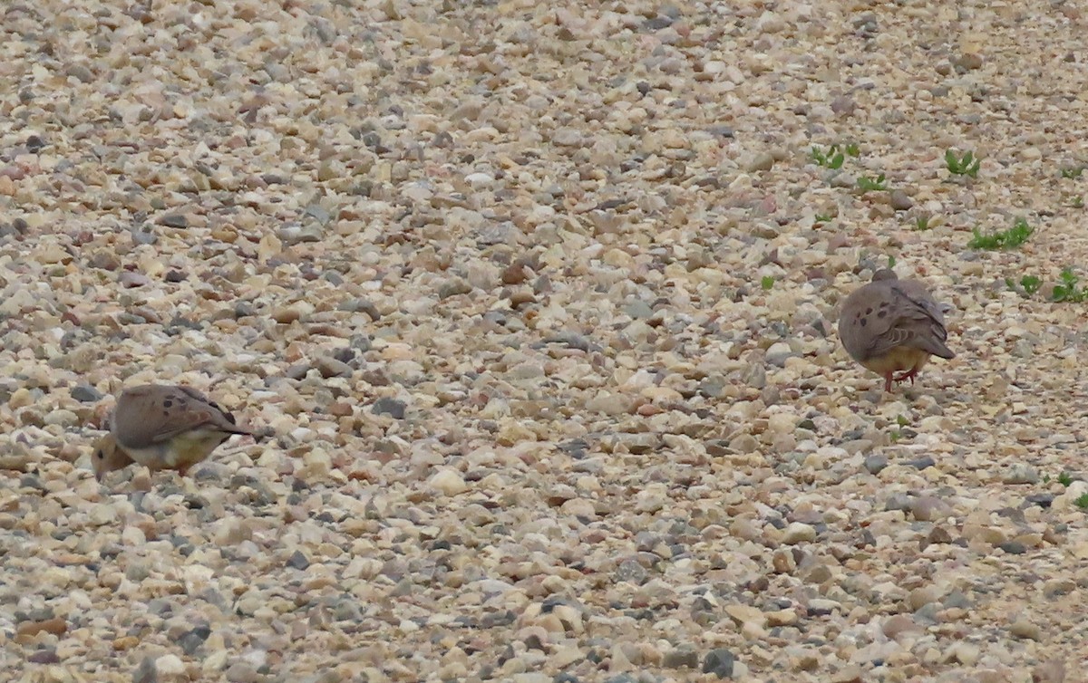 Mourning Dove - ML620600105