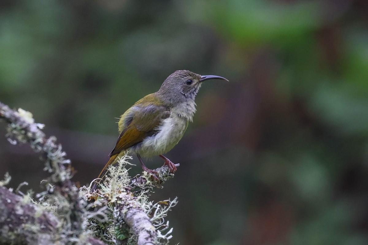Green-tailed Sunbird - ML620600111