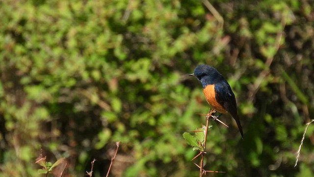 Blue-fronted Redstart - ML620600116