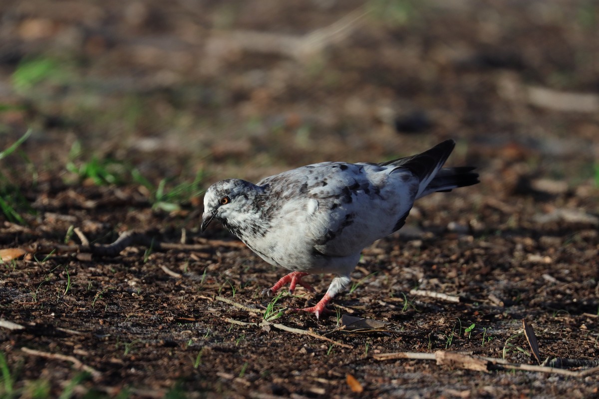 Rock Pigeon (Feral Pigeon) - ML620600125