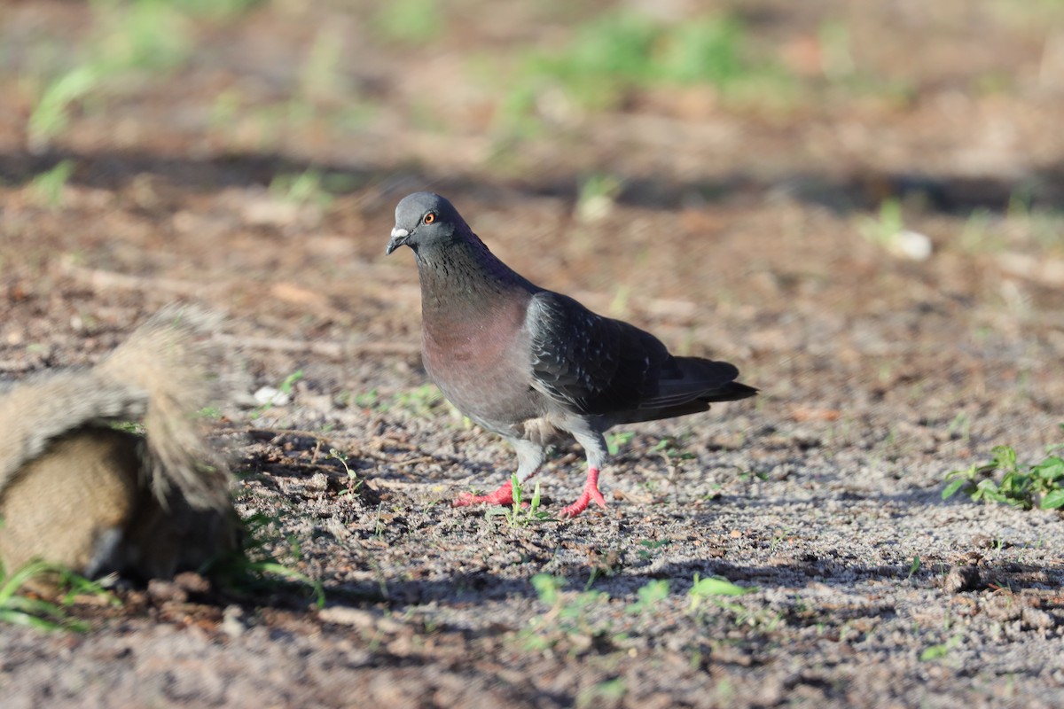 Rock Pigeon (Feral Pigeon) - ML620600126