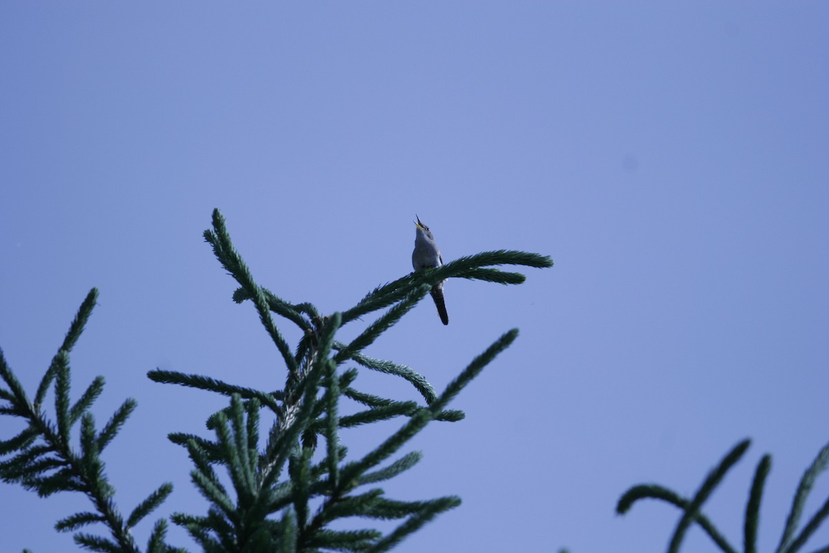 House Wren - ML620600127