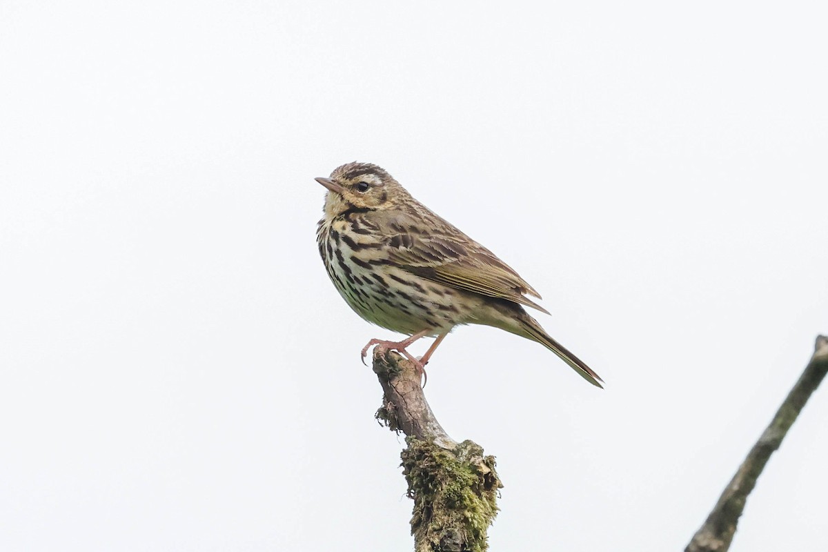 Olive-backed Pipit - ML620600132