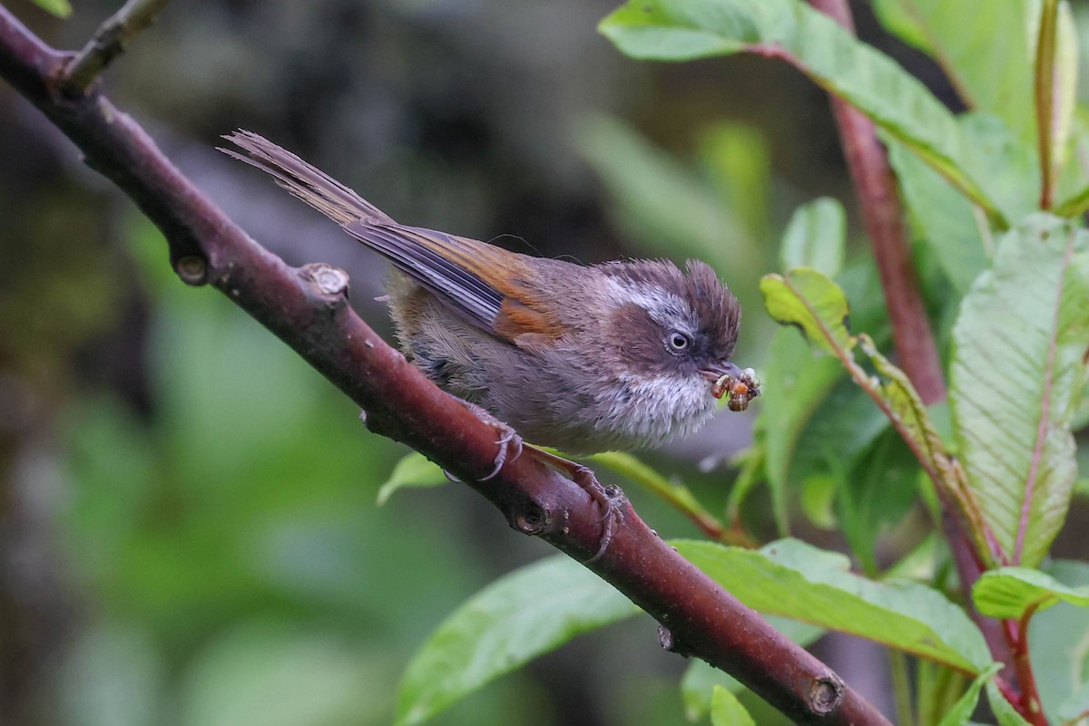 White-browed Fulvetta - ML620600137