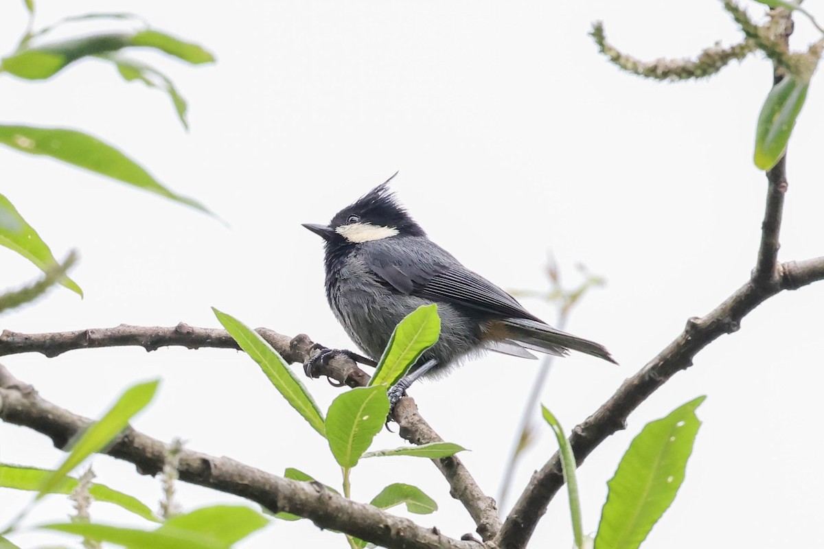 Coal Tit - ML620600143