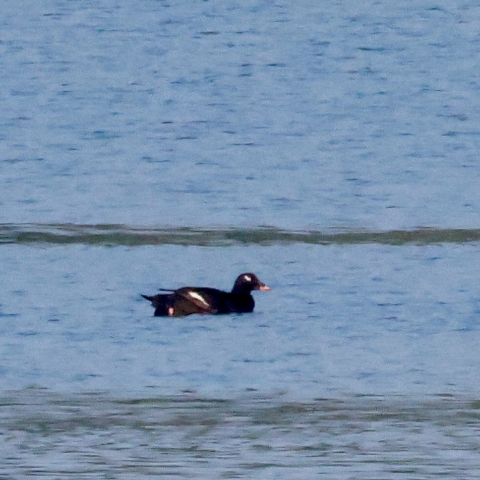 White-winged Scoter - ML620600152