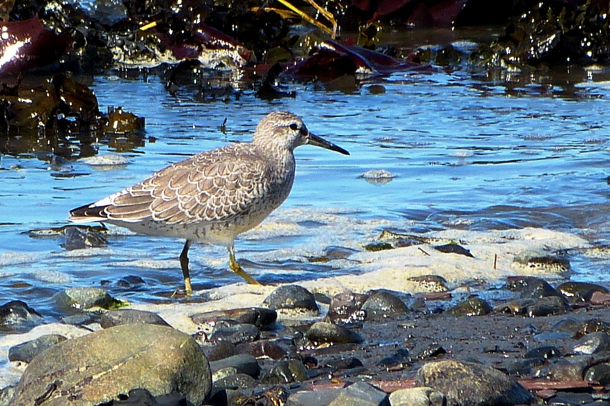 Red Knot - ML620600155