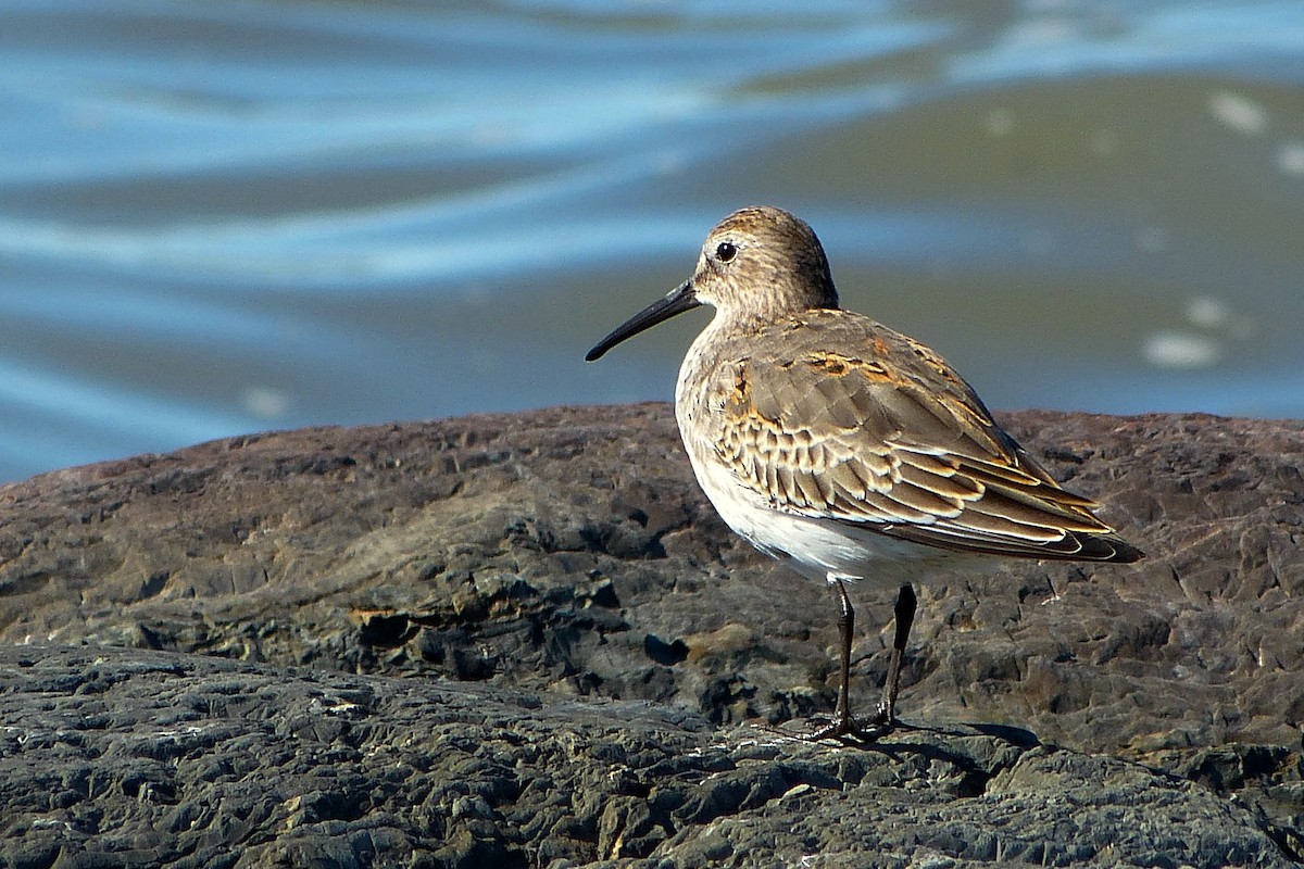 Alpenstrandläufer - ML620600158