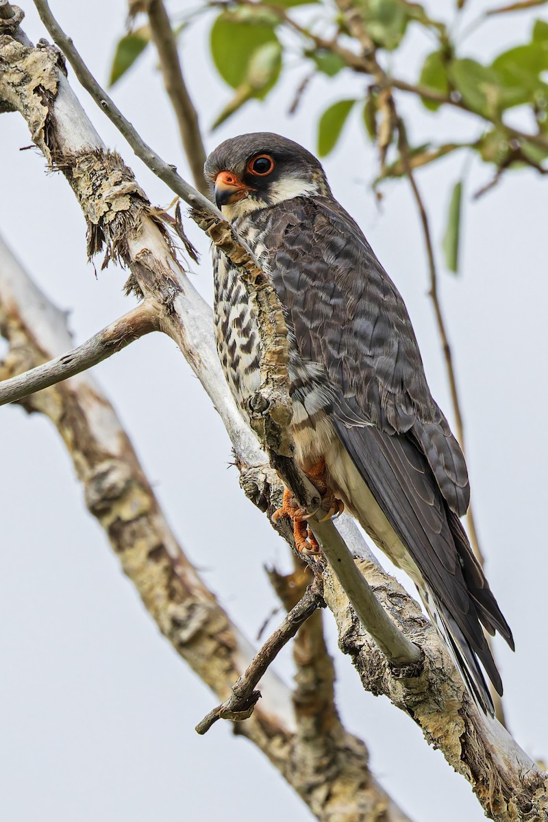 Amur Falcon - ML620600160