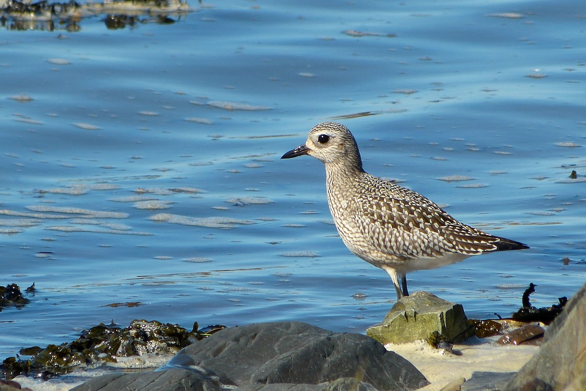 Black-bellied Plover - ML620600162