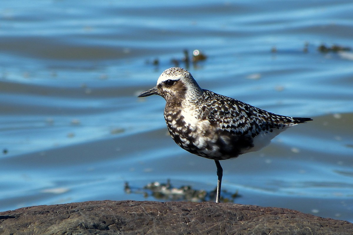 Black-bellied Plover - ML620600163