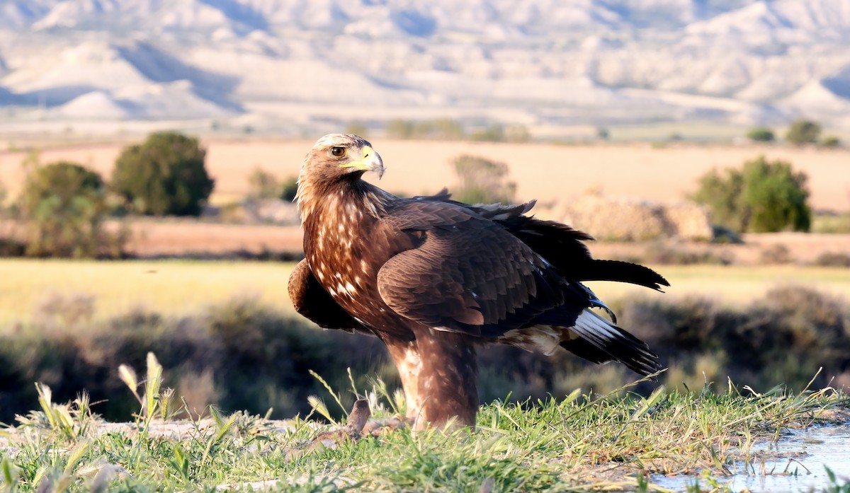 Golden Eagle - ML620600164