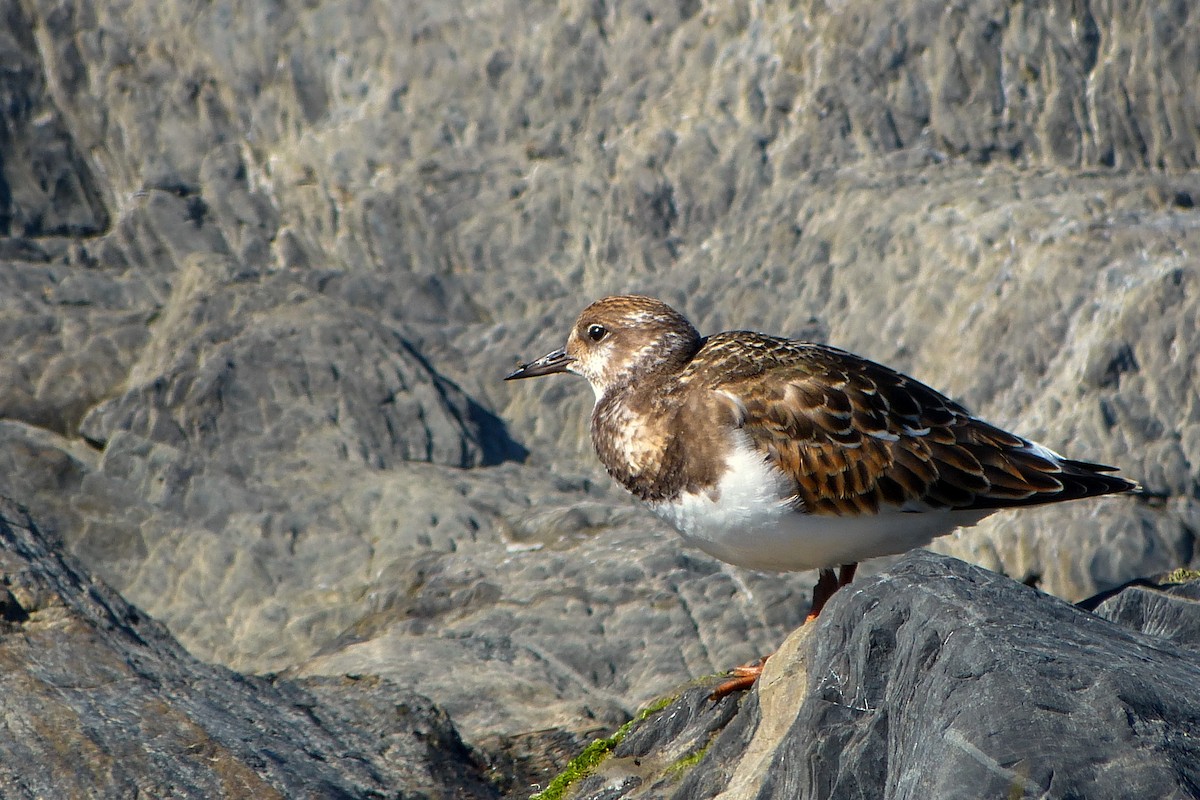 Ruddy Turnstone - ML620600170