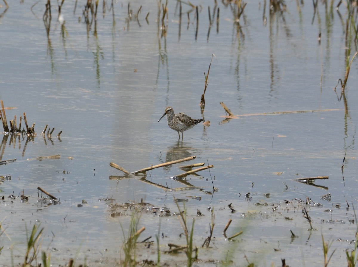 Stilt Sandpiper - ML620600171