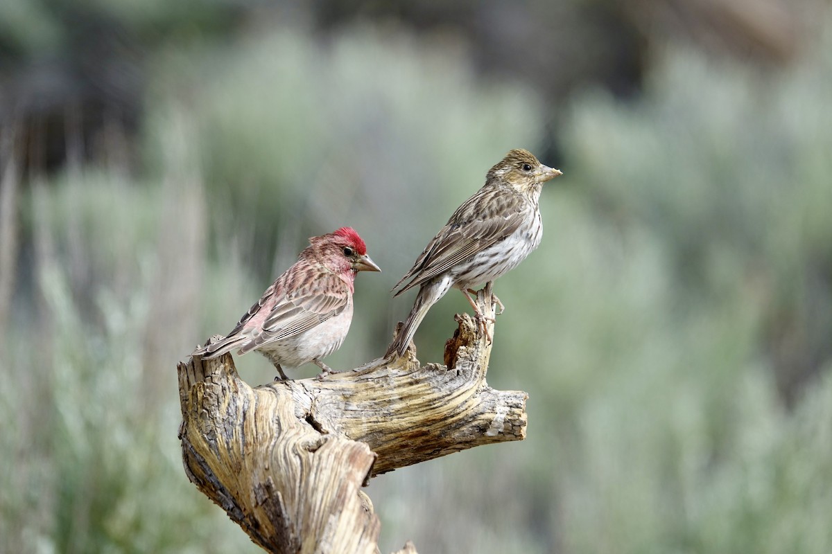 Cassin's Finch - ML620600173