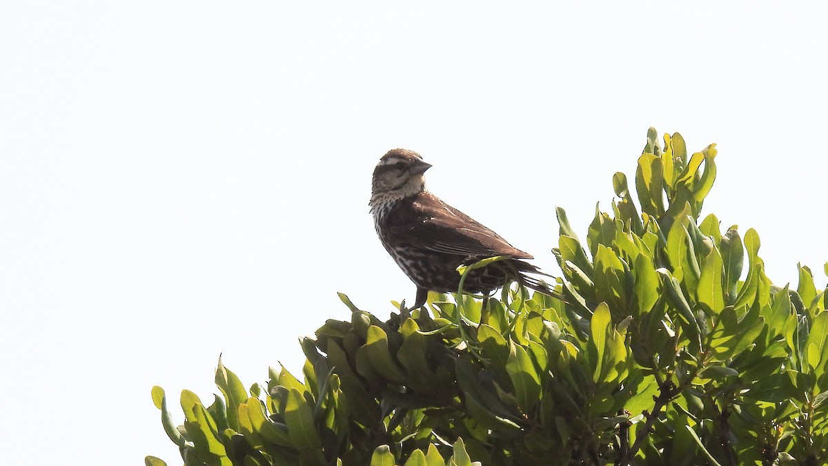 Red-winged Blackbird - ML620600177