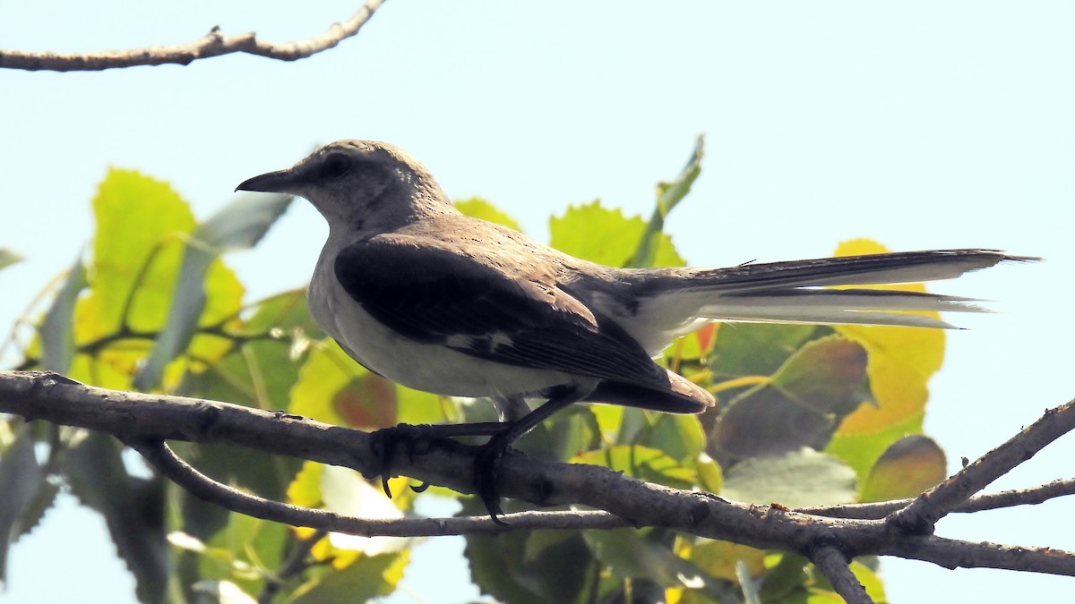 Northern Mockingbird - ML620600180