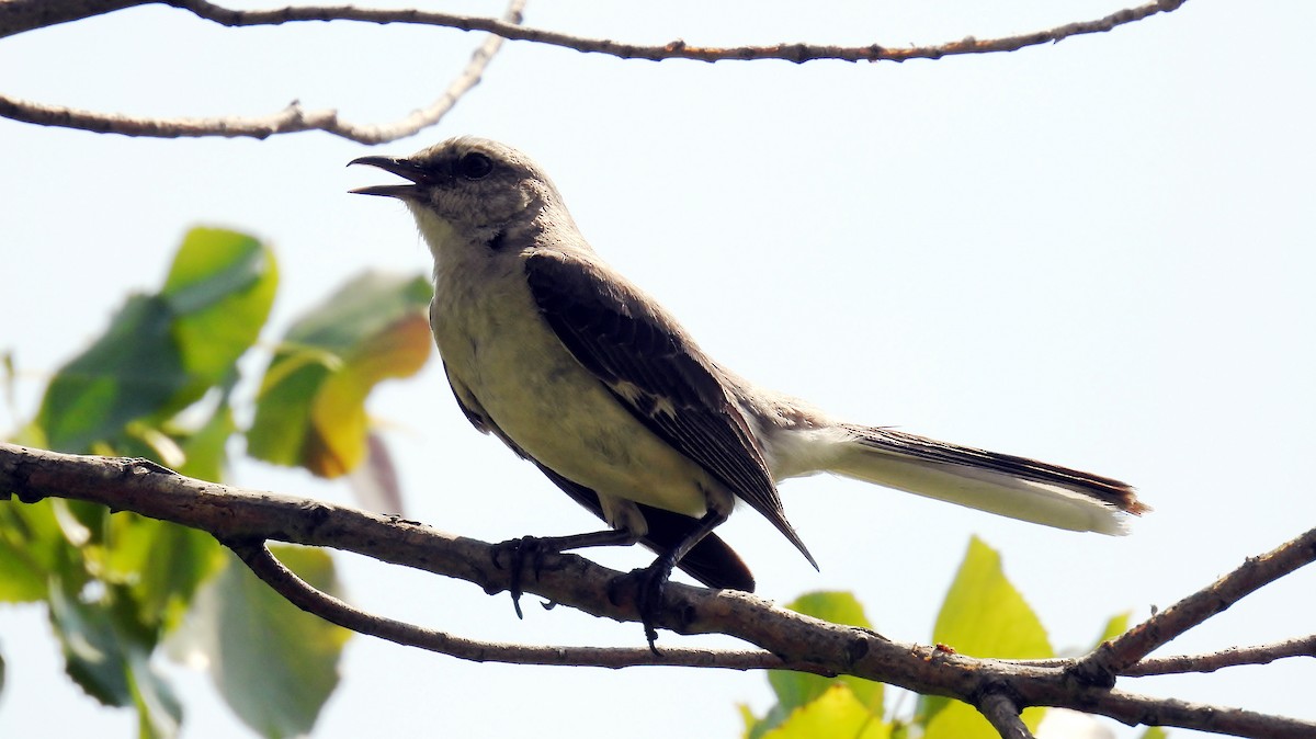 Northern Mockingbird - Douglas Cioffi