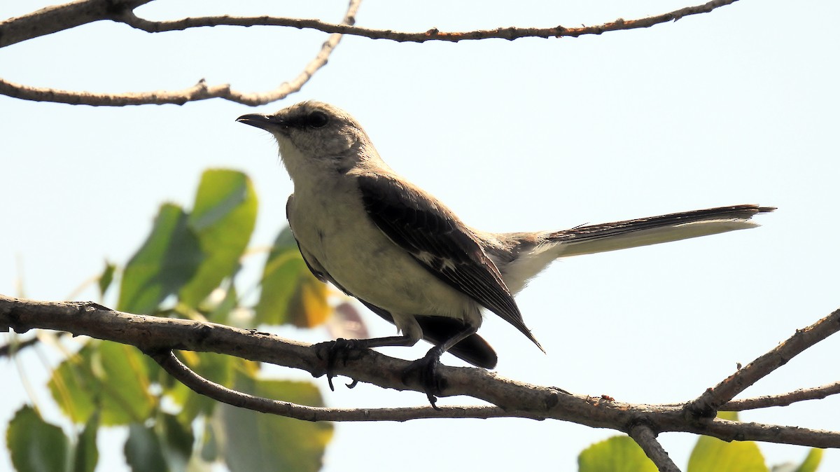 Northern Mockingbird - ML620600182