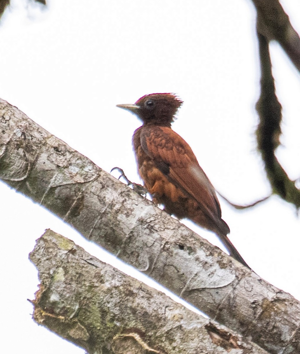 Waved Woodpecker (Scale-breasted) - ML620600208