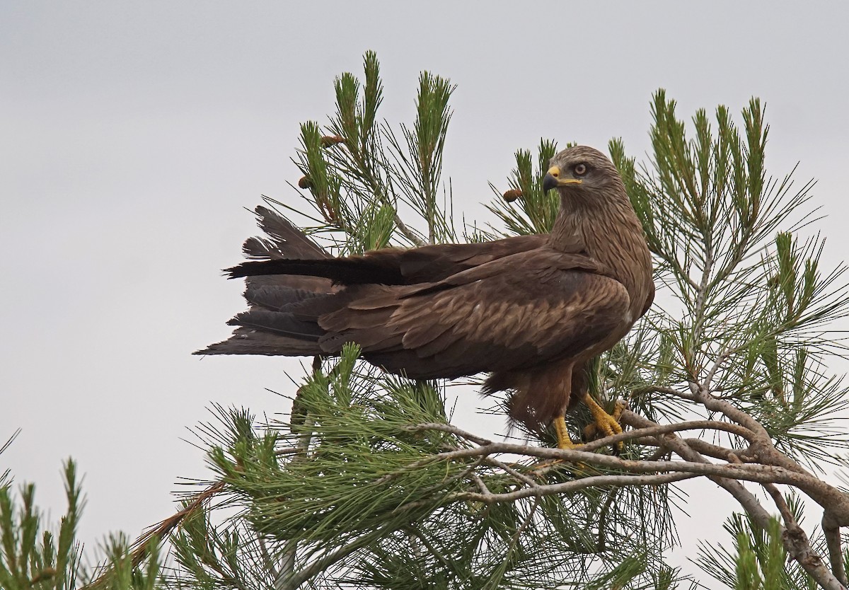 Black Kite - ML620600211