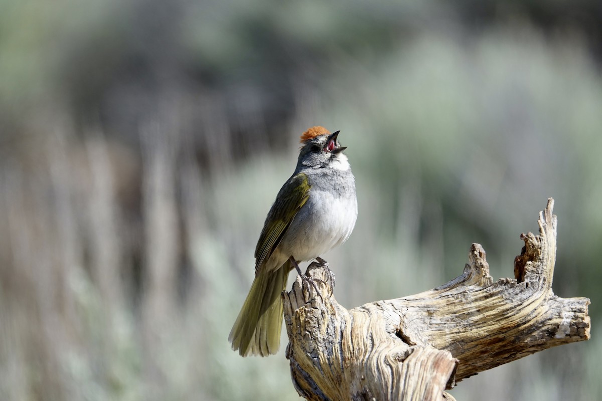 Green-tailed Towhee - ML620600213