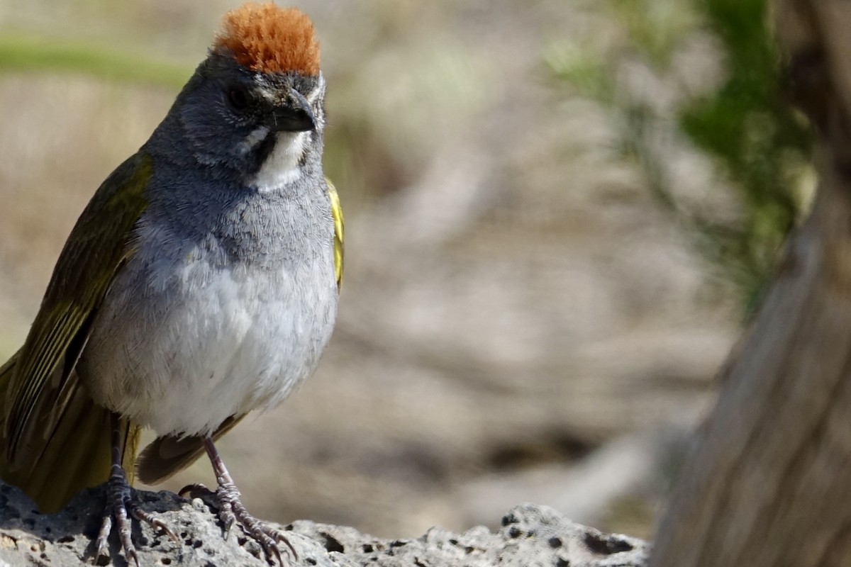 Green-tailed Towhee - ML620600214