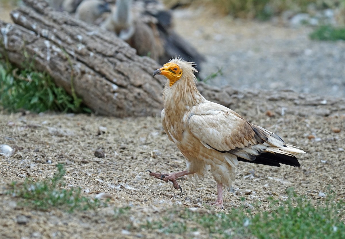 Egyptian Vulture - ML620600219