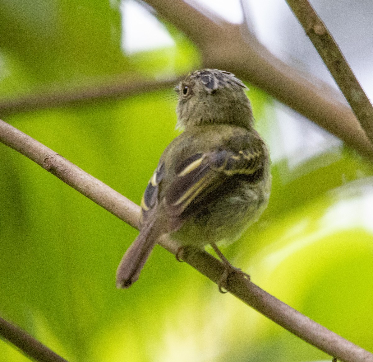 Double-banded Pygmy-Tyrant - ML620600229