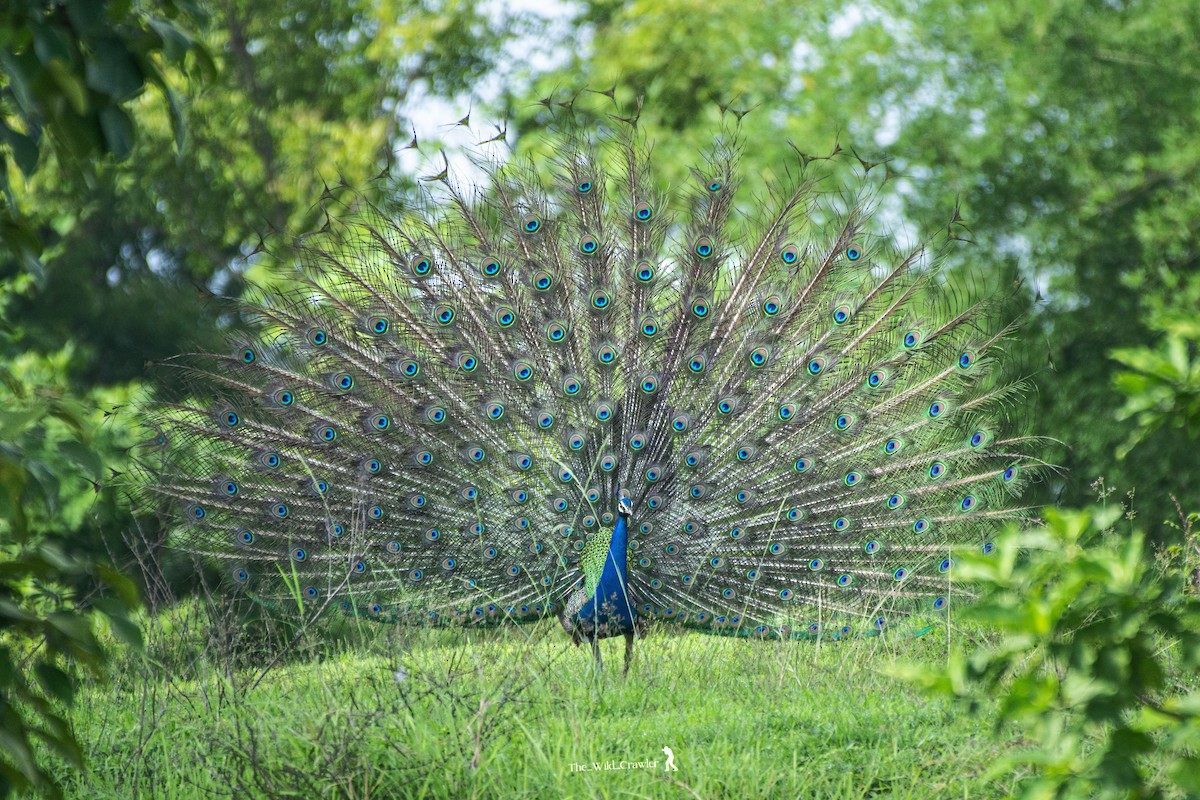 Indian Peafowl - ML620600234