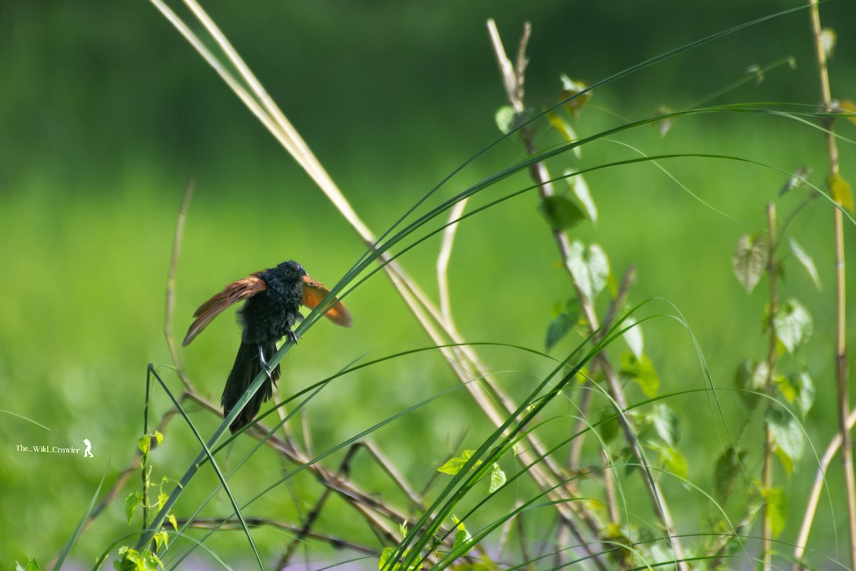 Lesser Coucal - ML620600240