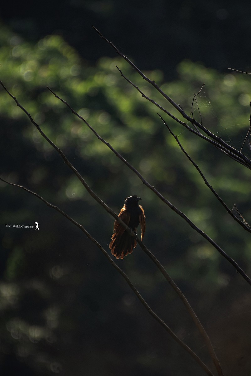 Lesser Coucal - ML620600243