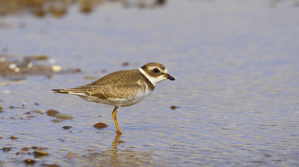 Semipalmated Plover - ML620600244